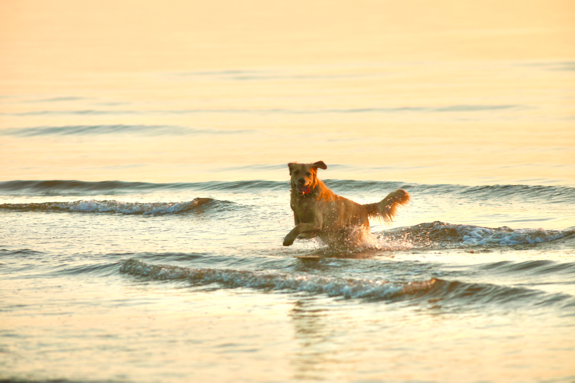 Golden retriever running through the waves at sunset